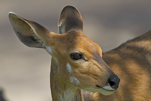 Bushbuck5