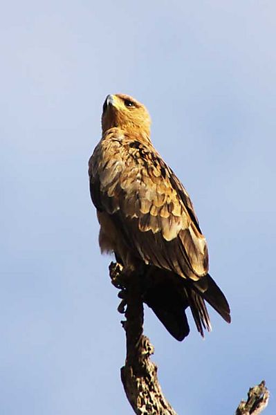 Buzzard
