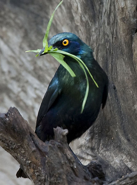 Cape Glossey Starling