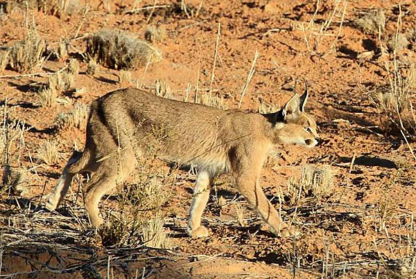 Caracal