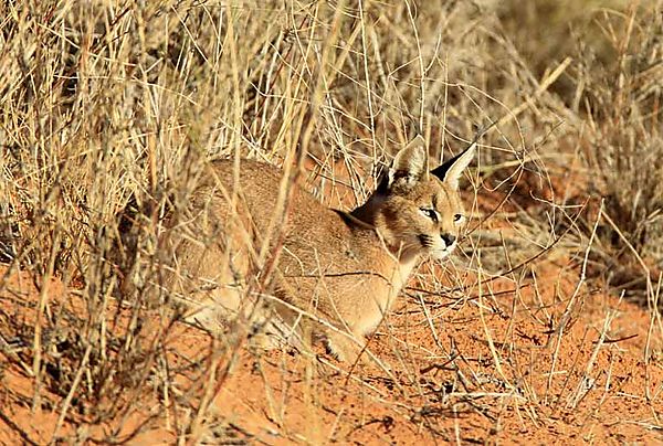 Caracal