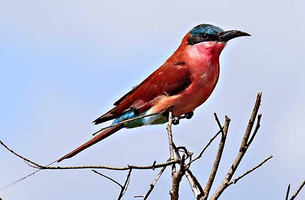 Carmine Bee-eater 1