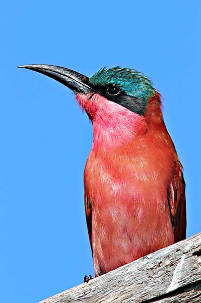 Carmine Bee-eater Kruger