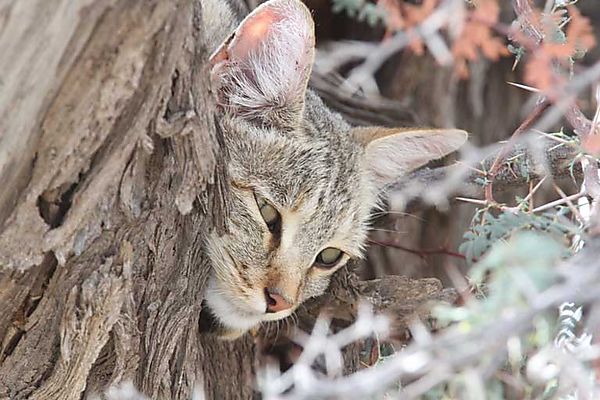 Cat stuck in a tree NOT