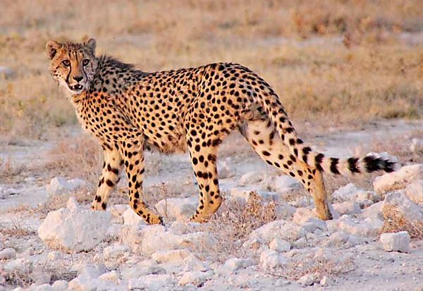 Cheetah 1