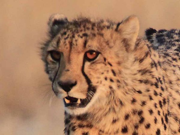 Cheetah 4