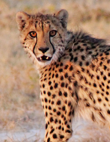 Cheetah 6