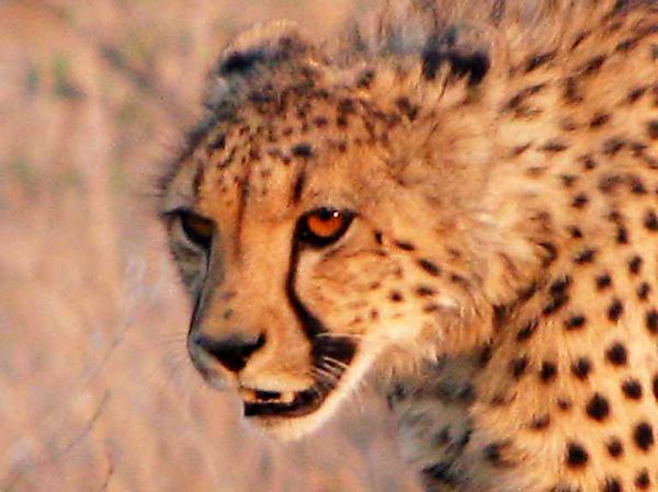 Cheetah 7
