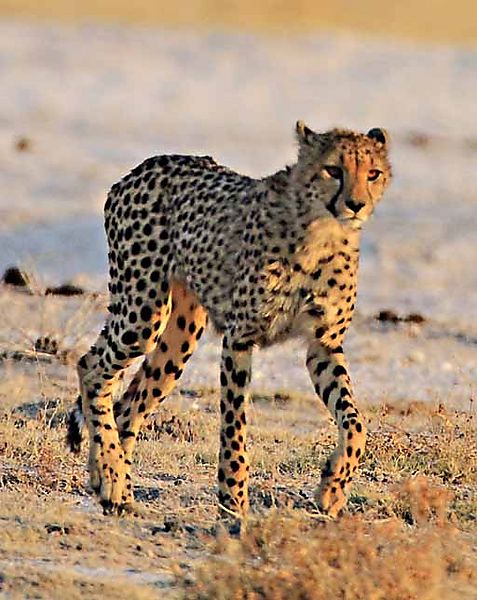 Cheetah