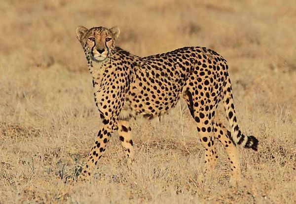 Cheetah