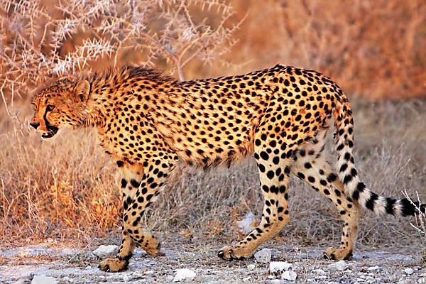Cheetah