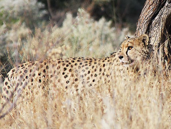 Cheetah