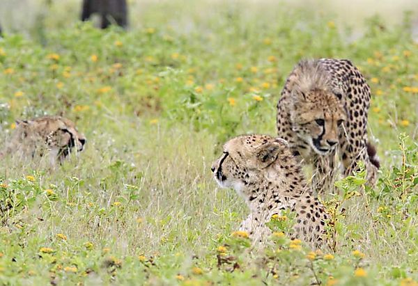 Cheetah