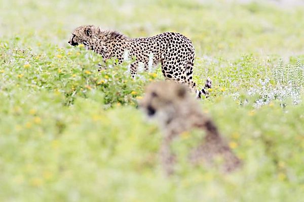 Cheetah