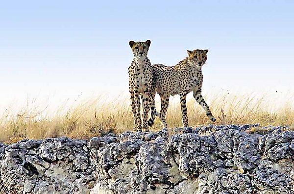 Cheetah 1