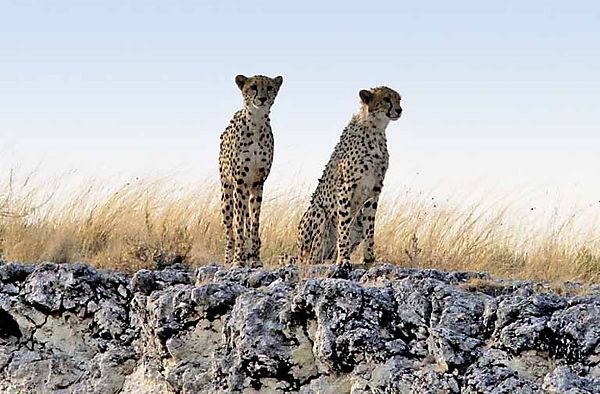 cheetah 2