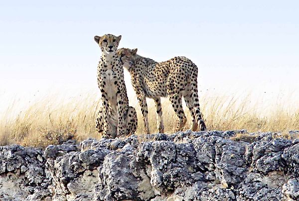Cheetah 5
