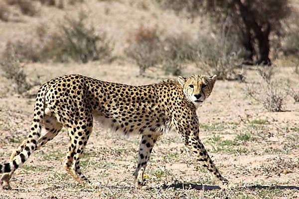 Cheetah