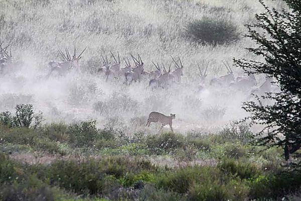 Cheetah chasing oryx