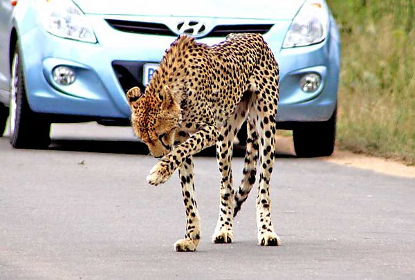 Cheetah cleans paws