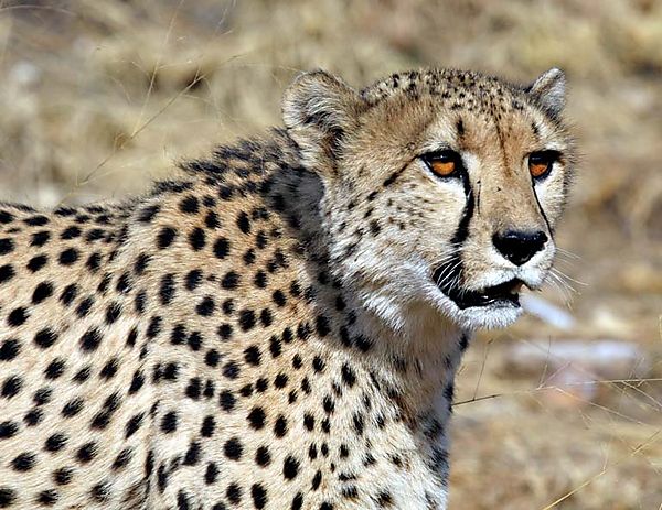 Cheetah Close Up