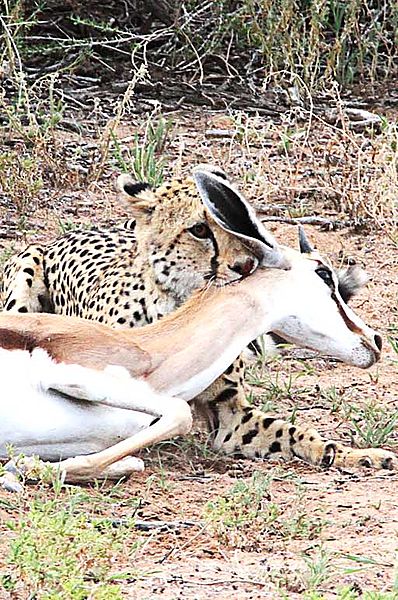 Cheetah continues to hold on
