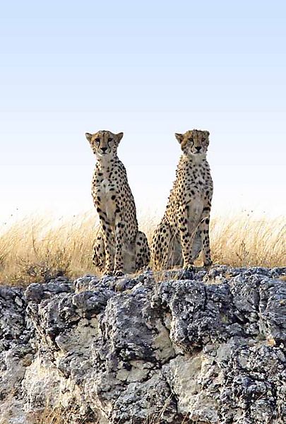 Cheetah Etosha 4
