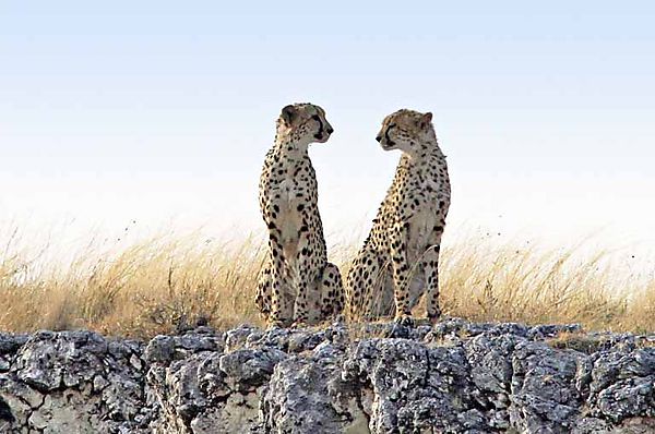 cheetah etosha 3
