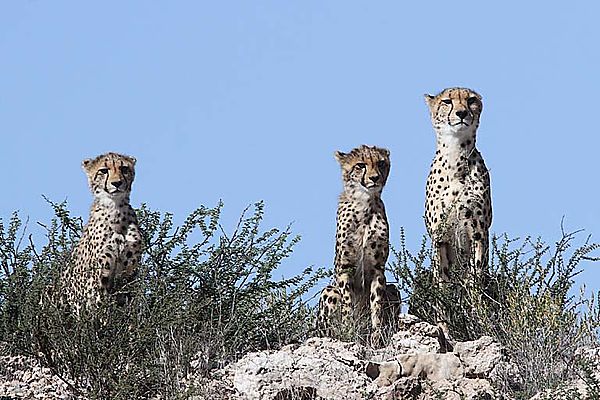 Cheetah Family skylined