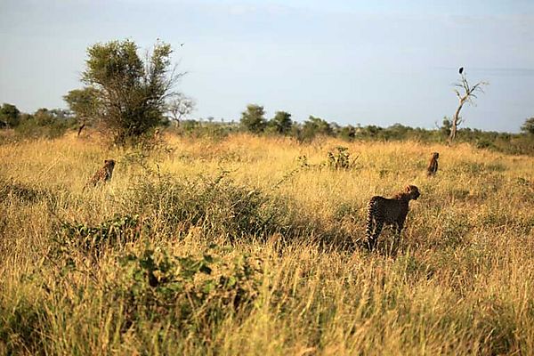 Cheetah group on S28