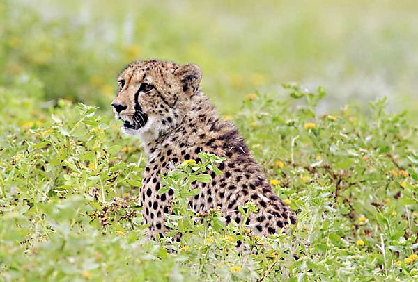 Cheetah in flowers