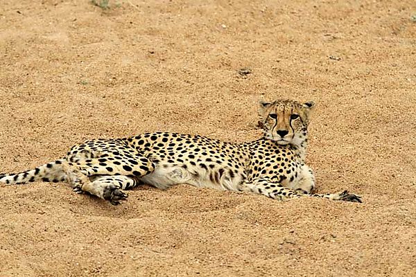 cheetah k7