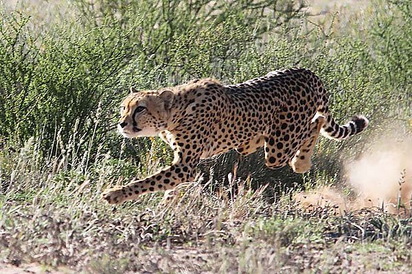 Cheetah Launch