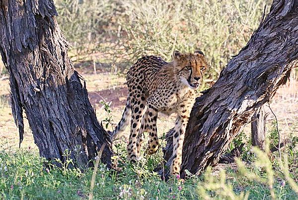 Cheetah makes an entrance
