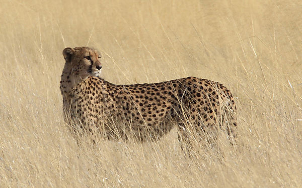 Cheetah Mom