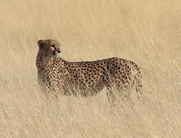 Cheetah Mom