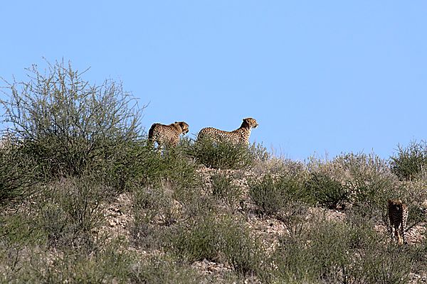 Cheetah Mom and cubs