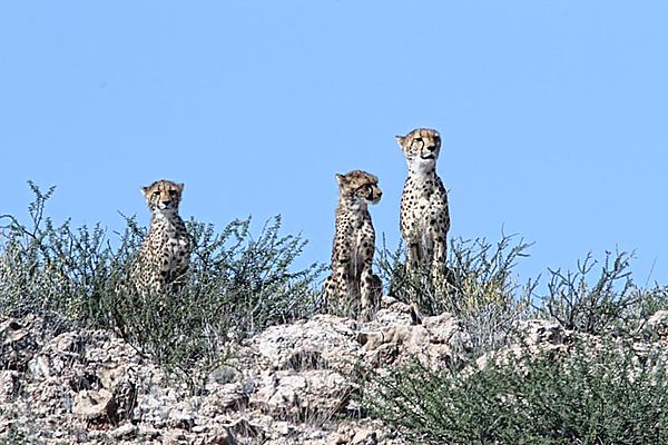 Cheetah Mom and two kids