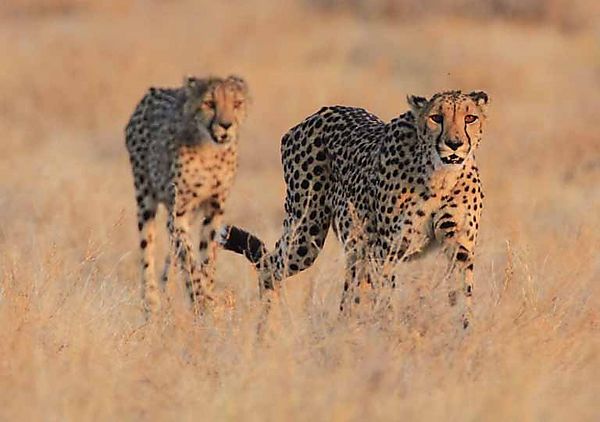 Cheetah Mom with older son