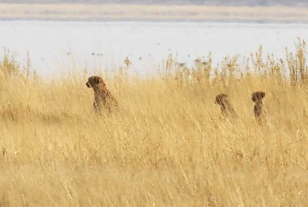 Cheetah Mom with two cubs