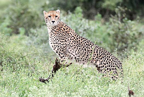 Cheetah near Croc Bridge