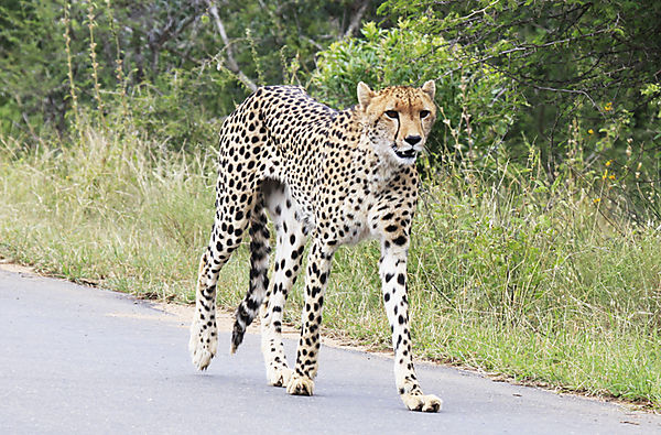 Cheetah near sunset dam 1