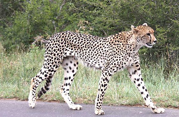 Cheetah near sunset dam 3