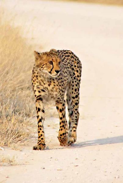 Cheetah on road 2