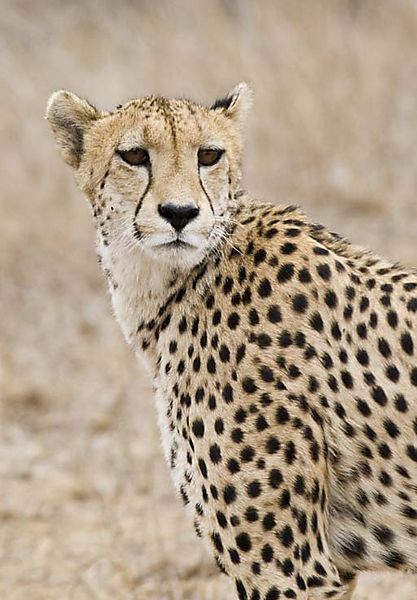 Cheetah Profile