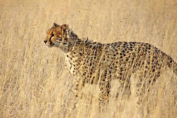 Cheetah running in grass