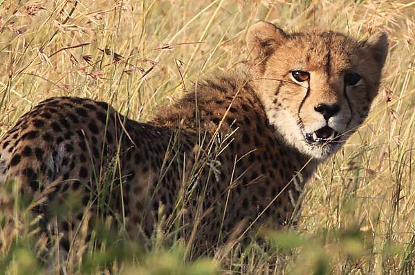 Cheetah S28-2