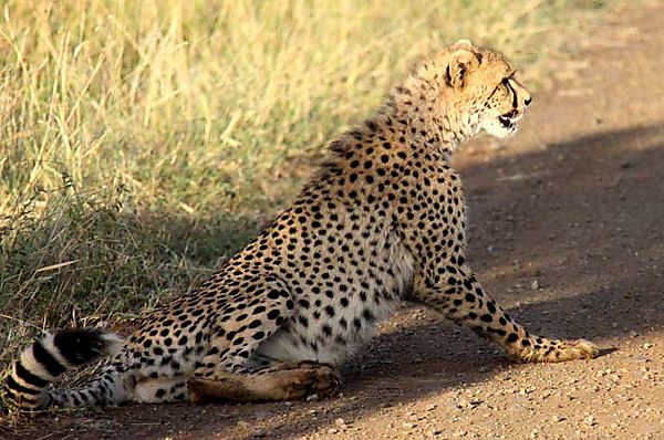 Cheetah S28 6