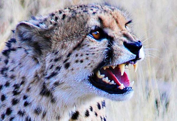 Cheetah up close