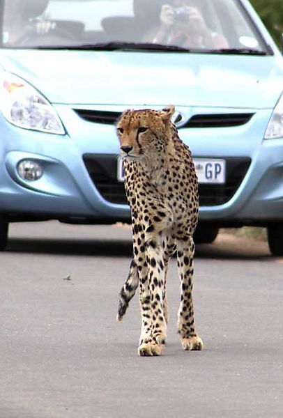 Cheetah with blue car